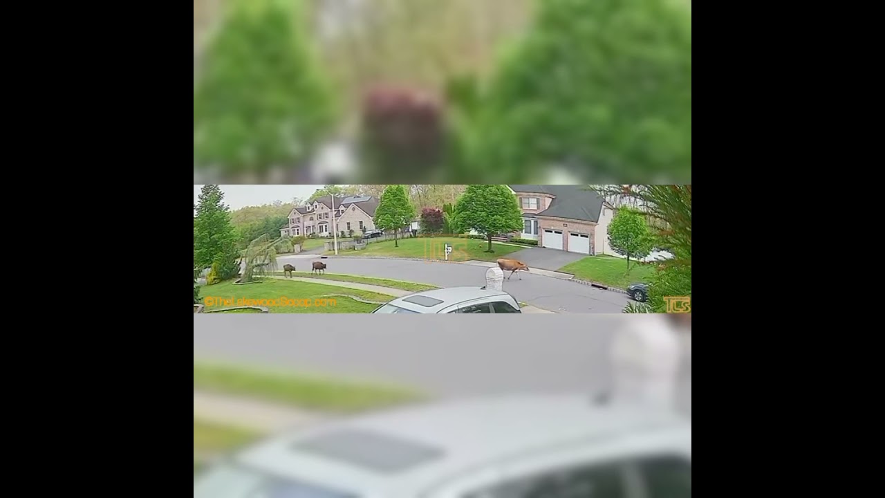 Cows seen loose on a street in Toms River, NJ. Motorists advised to follow the Moooove Over law.