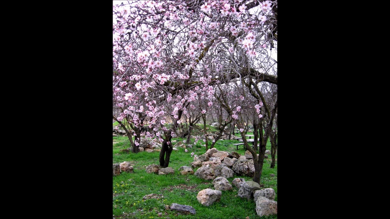 Rejuvenation: Eve's Personal Month of Sh’vat