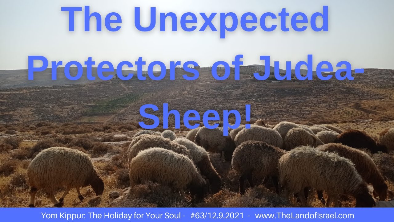 The Unexpected Protectors of Judea - Sheep! - Jeremy Gimpel: The Land of Israel Fellowship
