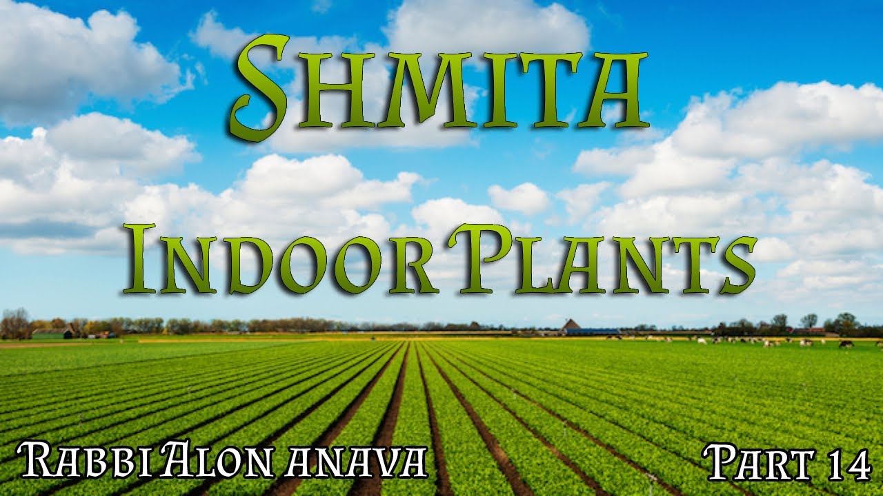 Shmita | Part 14 - Treating indoor plants