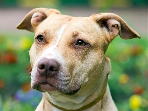 Boxer vs Pitbull Epic in stunning HD