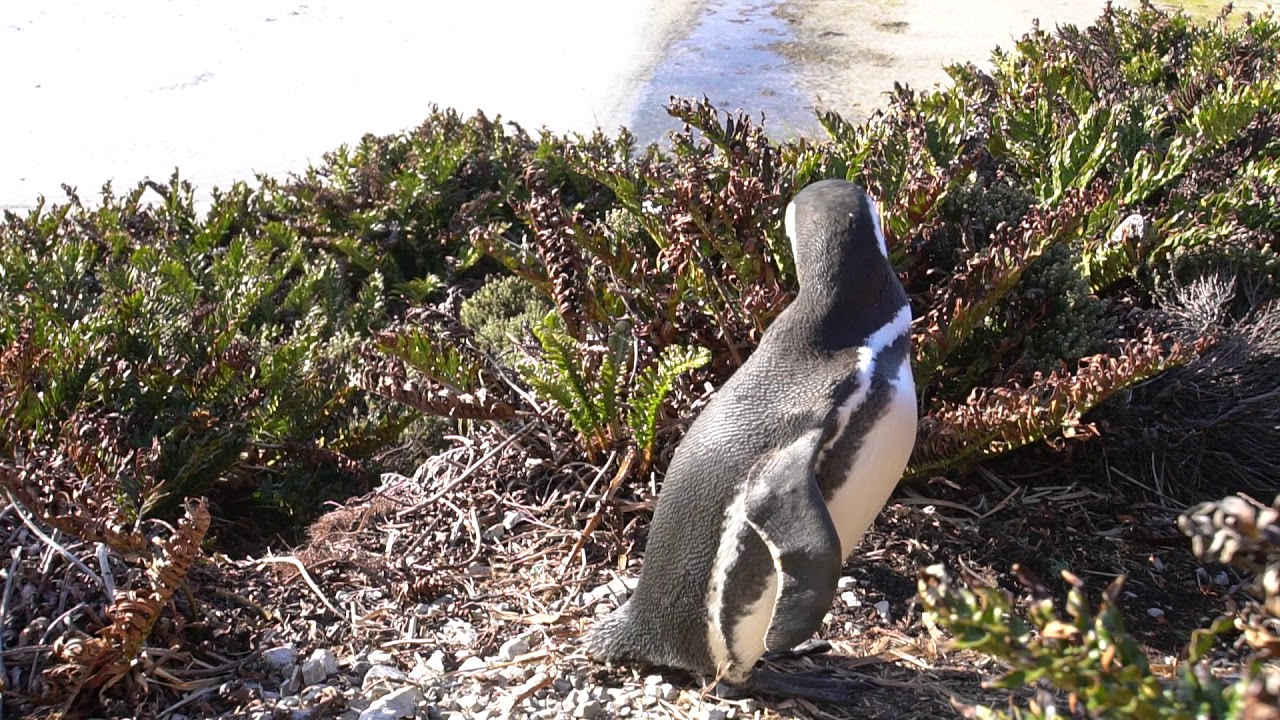 Falkland Islands Penguins 2