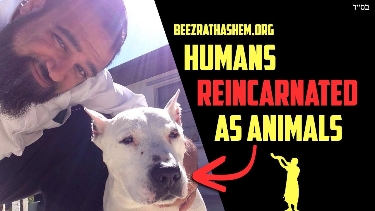 Reincarnation In Judaism: Do People Reincarnate As Animals?