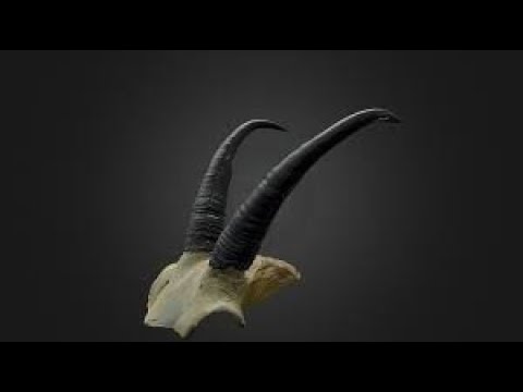 Do Jews Have Horns? - Parshat Vayikra