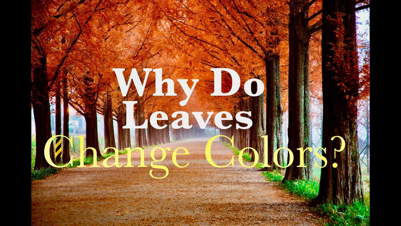 Why Do Leaves Change Color In The Fall? - Cheshvon On Fire