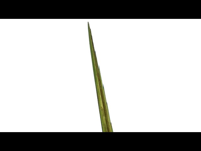 The Lulav