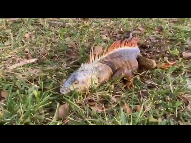 1 Minute Motivation - Be Like an Iguana