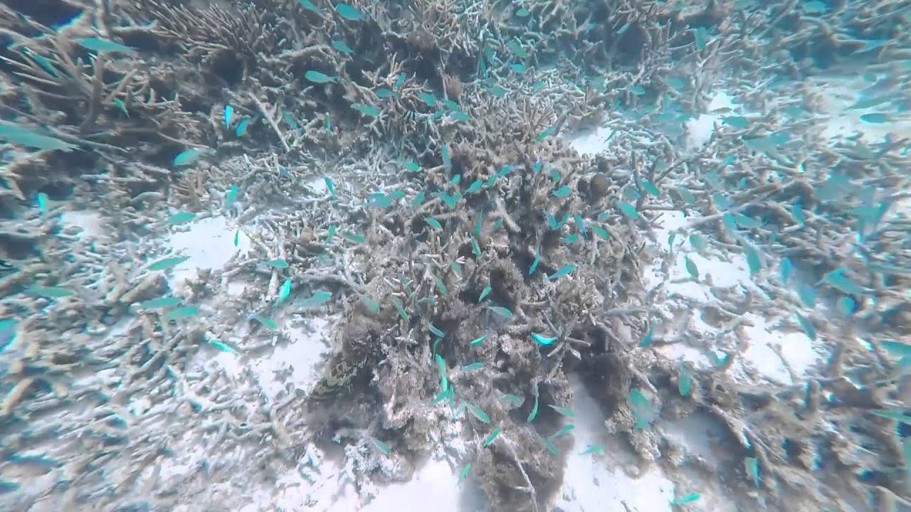 Ypao Beach Guam Snorkeling