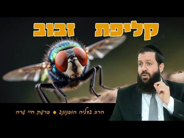 🦟 קליפת זבוב - רעיון נפלא לפרשת חיי שרה | הרב גדליה הופנונג - השיעור הכתוב בתיאור👇