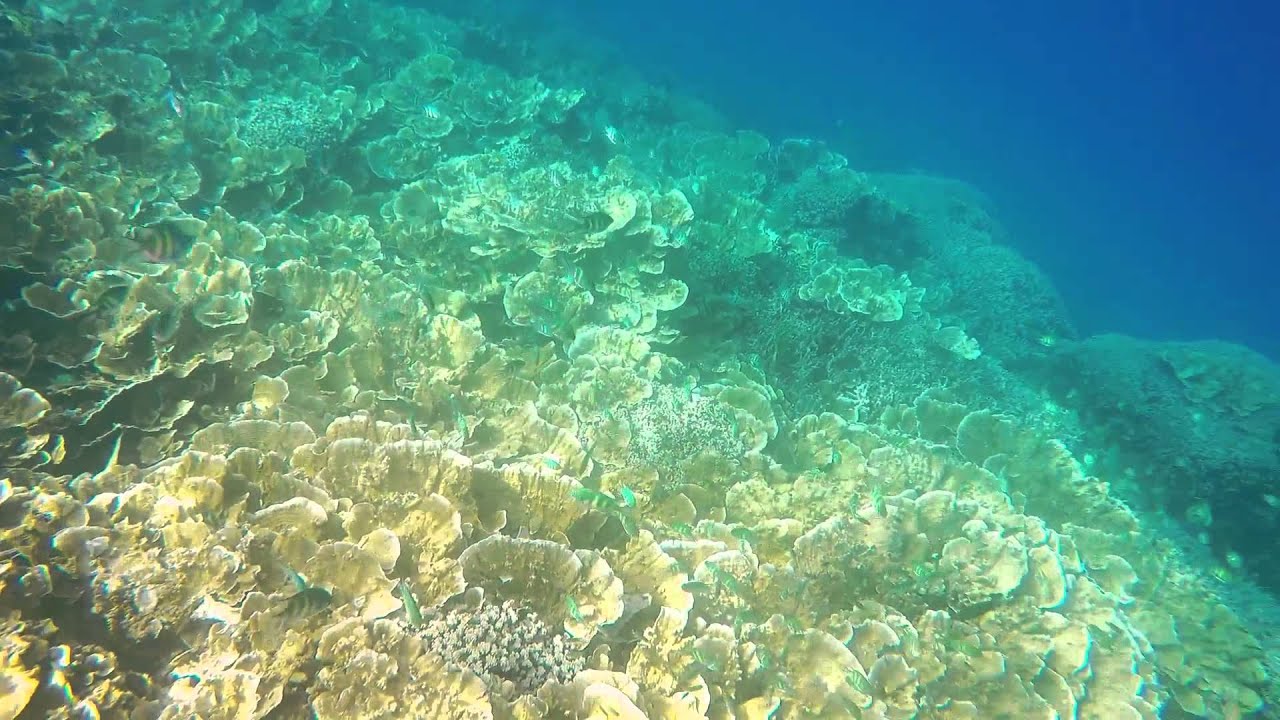 Snorkel Palau