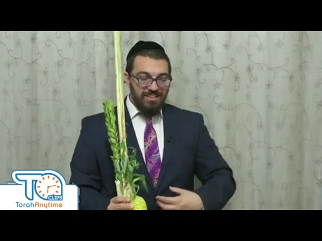 Something to Think About While Shaking The Lulav! - R. Simcha Raba Spira - TorahAnytime.com