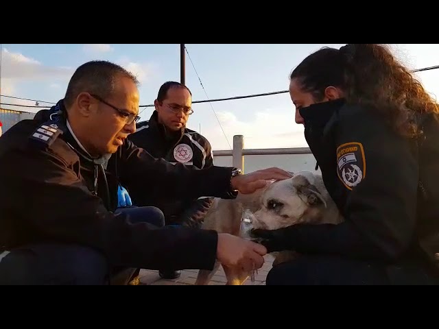 MDA personnel treat dog for smoke inhalation following Eilat fire ( יהודה בן יתח-יוד צילומים)