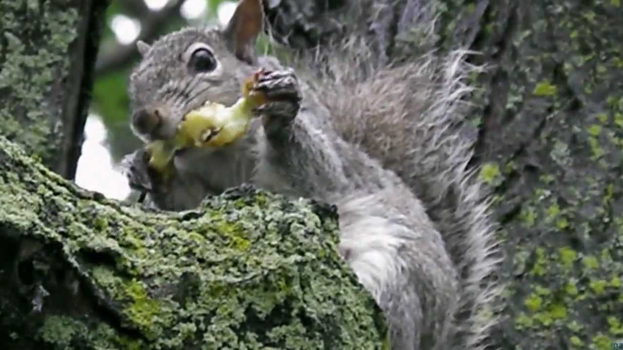 Squirrel Eating With Pleasure