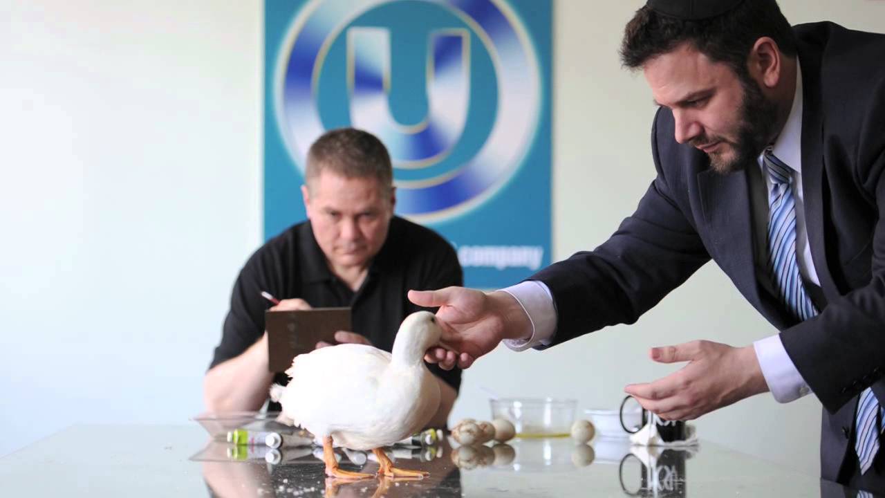 The Day a Duck Came to the OU Offices