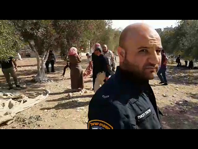 Muslims harvest olives on Har Habayis