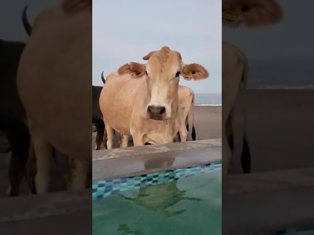 Funny cows in Mexico