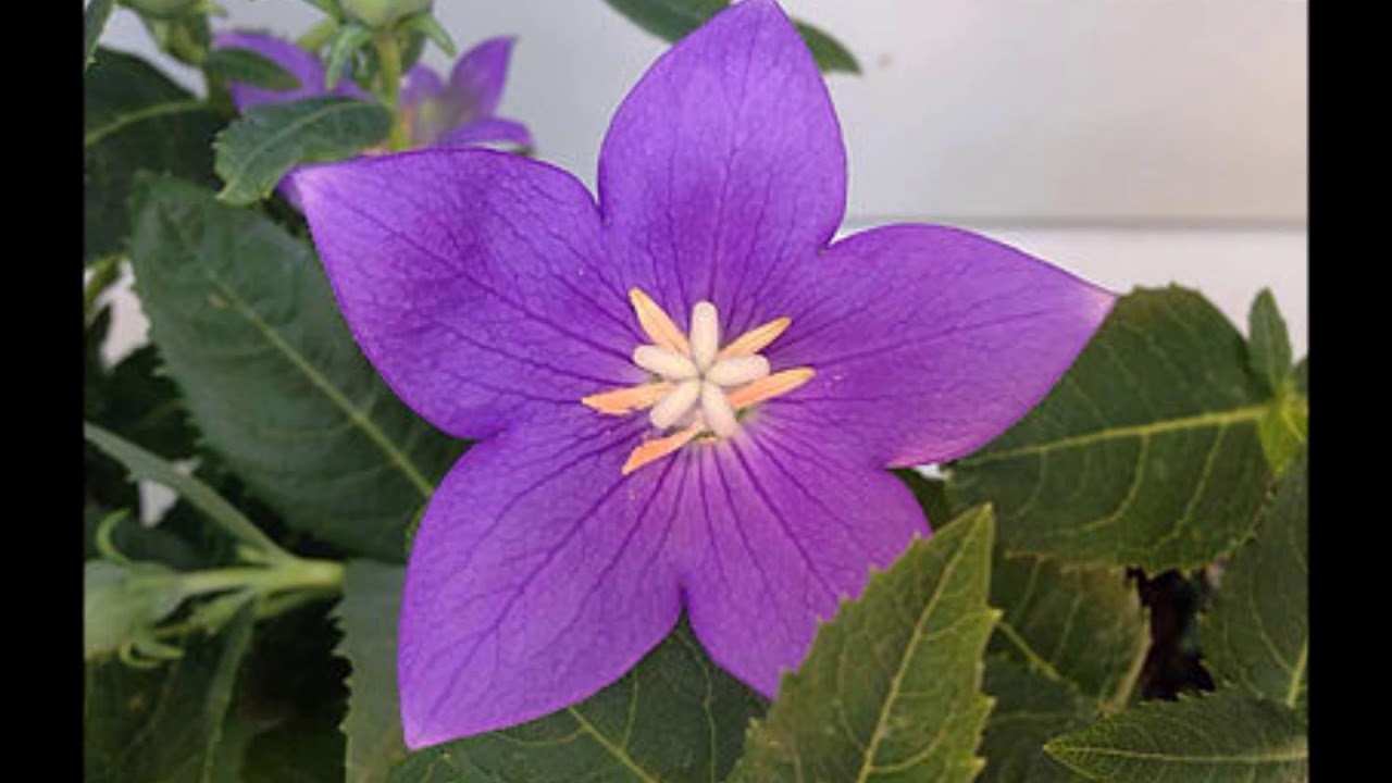 Rejuvenation: Hearing about Healing; Flower Power
