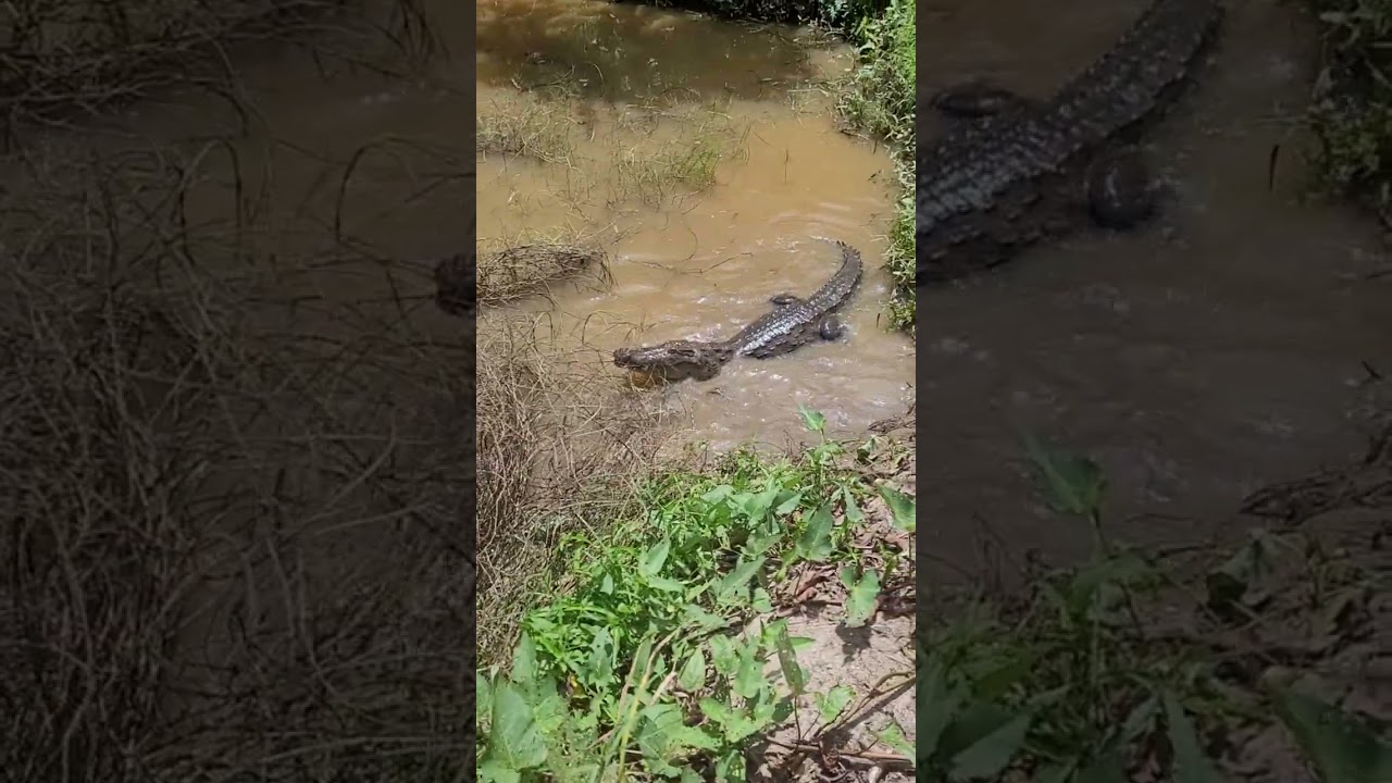 Feeding a crocodile in Ghana